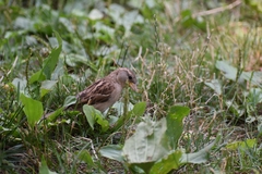 Passer domesticus