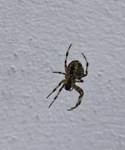 Cross Orbweaver