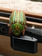 Chrysina adelaida