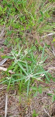 Pterocaulon