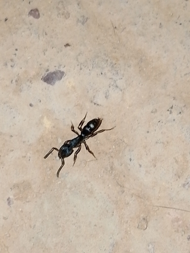 Pseudoneoponera rufipes