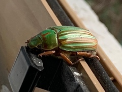 Chrysina adelaida