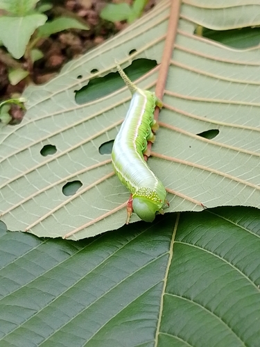 Pellucid Hawkmoth