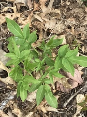Aralia hispida