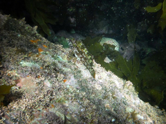 Chironemus marmoratus