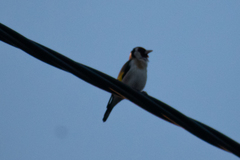 Carduelis carduelis carduelis