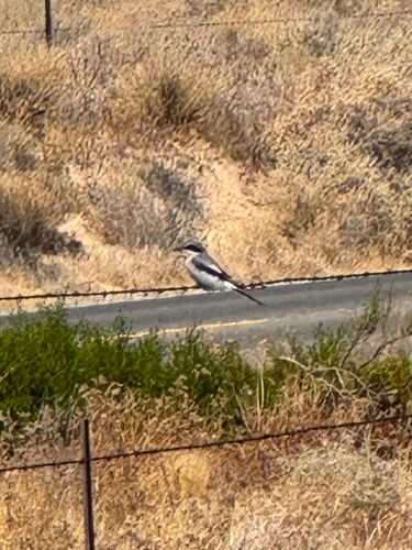 Loggerhead Shrike