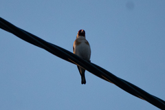 Carduelis carduelis carduelis