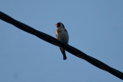 Carduelis carduelis carduelis