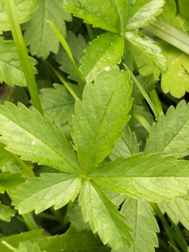 Creeping cinquefoil