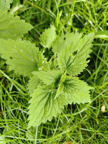 great stinging nettle