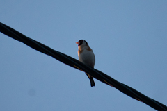 Carduelis carduelis carduelis