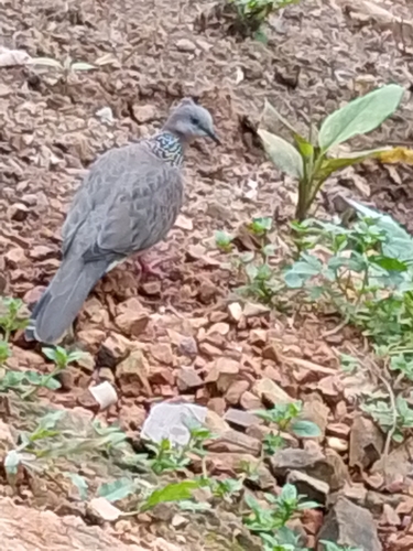 Spotted Dove