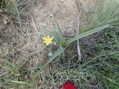 Hypoxis filiformis