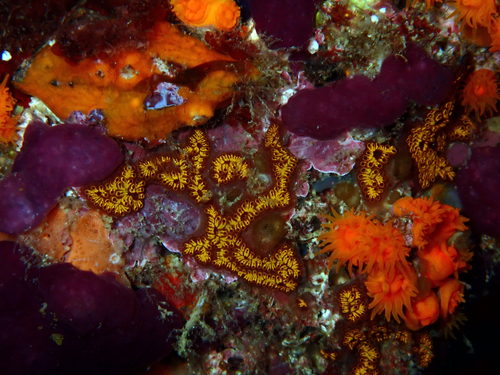 Botrylloides niger
