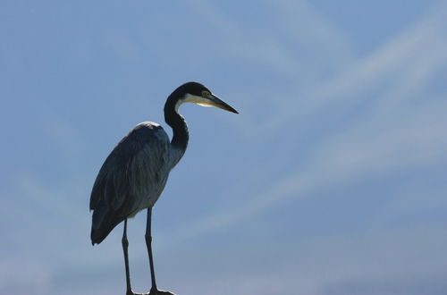iNaturalist image