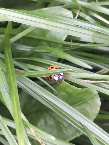 Asian Lady Beetle