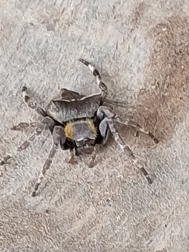 Abandoned-web Orb-weaver