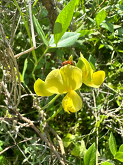 Vigna luteola, photograph (c) Ashwin Srinivasan, some rights reserved (CC BY)