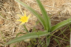 Hypoxis filiformis
