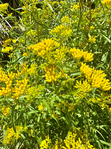 Flaveria linearis, photograph 2