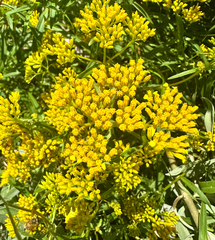 Flaveria linearis