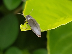 Agriotes pilosellus