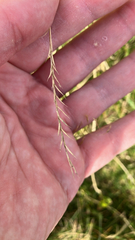 Nardus stricta, photograph (c) Adam Sutton, some rights reserved (CC BY)