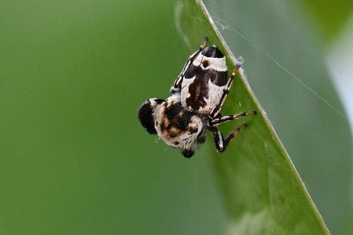 Beige Beetle Jumper