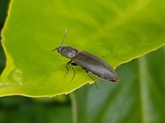 Agriotes pilosellus