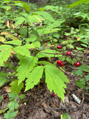 red baneberry