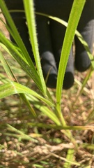 Carex hirta, photograph (c) Adam Sutton, some rights reserved (CC BY)