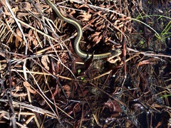 Thamnophis atratus
