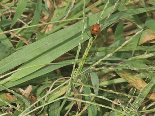 Seven-spotted Lady Beetle