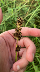 Carex otrubae, photograph (c) Adam Sutton, some rights reserved (CC BY)