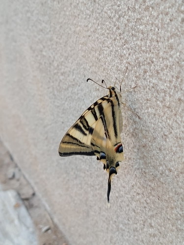 Iberian Scarce Swallowtail