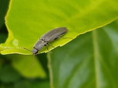 Agriotes pilosellus