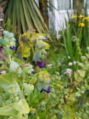 Cerinthe