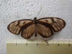 Pteronymia latilla