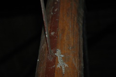 Hemidactylus mercatorius