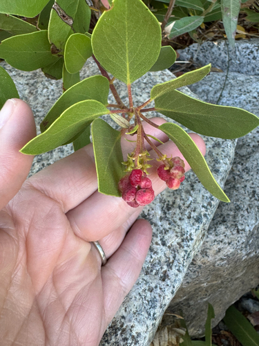 iNaturalist observation photo of Manzanita Leafgall Aphid