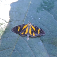 Cyllopoda claudicula