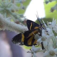 Cyllopoda claudicula