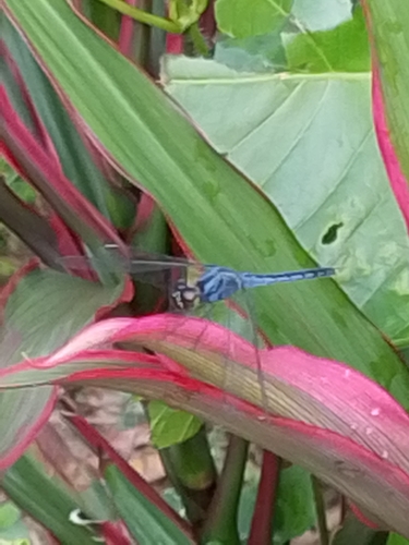 White-tipped Demon