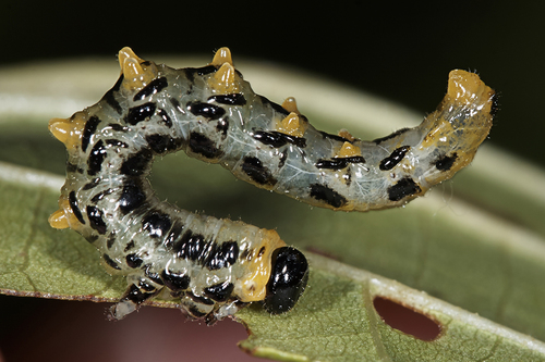 Hazel Sawfly, photo 8 of 10