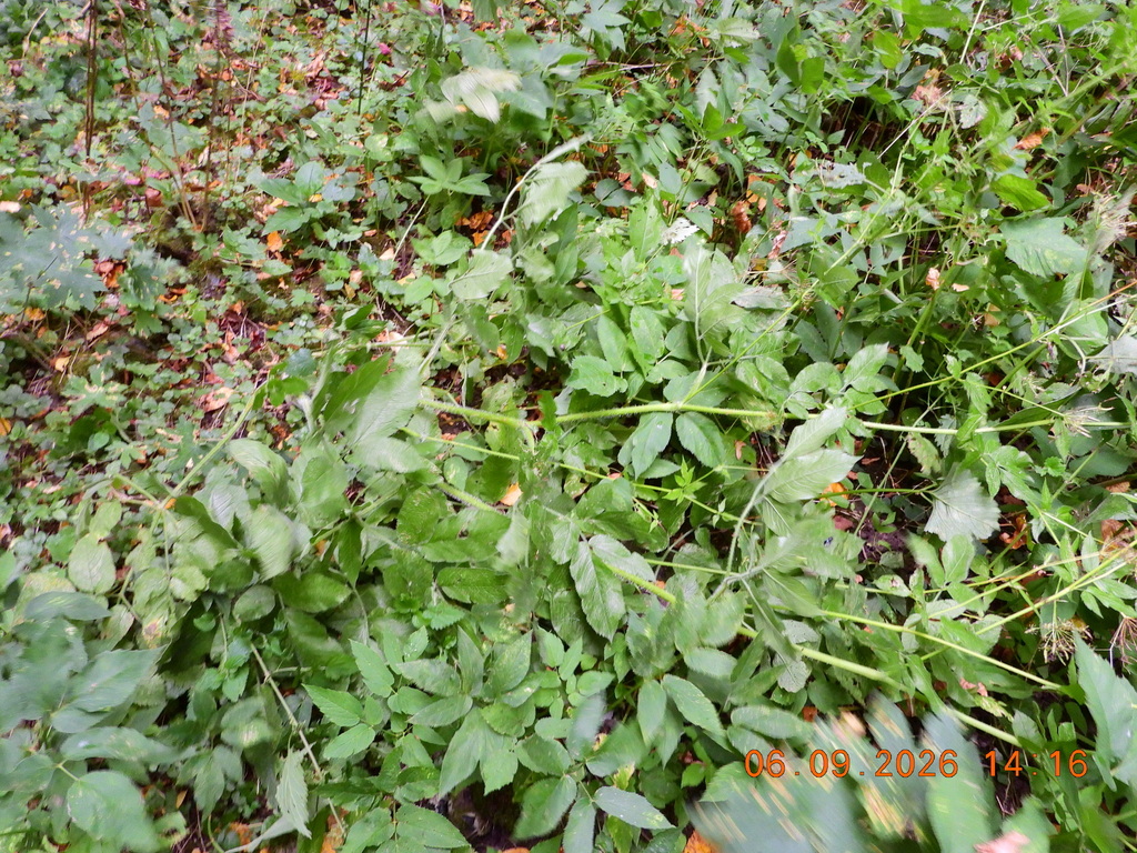 Chaerophyllum aromaticum; photograph (c) Galyna Mykytynets, some rights reserved (CC BY)