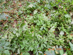 Chaerophyllum aromaticum