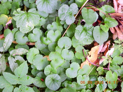 Chrysosplenium alternifolium, photograph 4