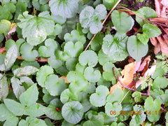 Chrysosplenium alternifolium, photograph (c) Galyna Mykytynets, some rights reserved (CC BY)