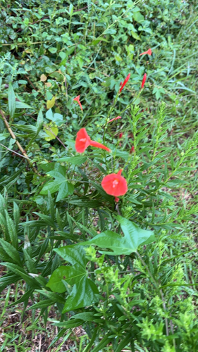 scarlet creeper